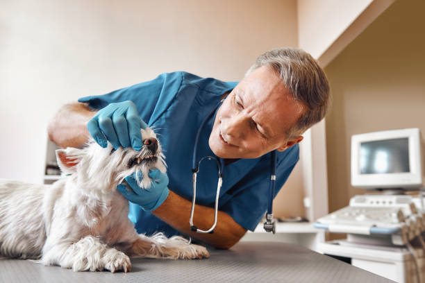 Best Emergency Dentist for Special Needs Patients in Springfield, SD
